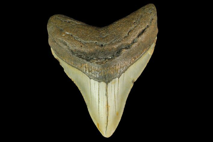 3.43" Fossil Megalodon Tooth - North Carolina